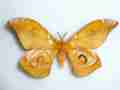 Antherina suraka (gynandromorph madagascar) (Internet Image property of respective owner, non-commercial use only)